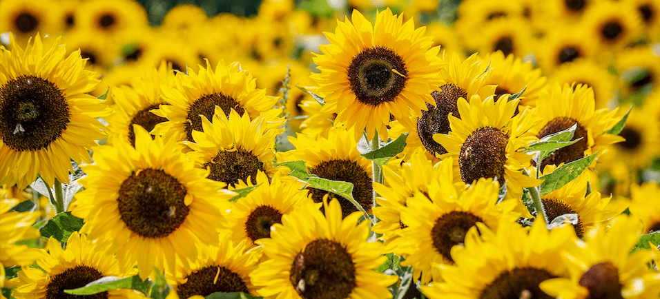 image of sunflowers